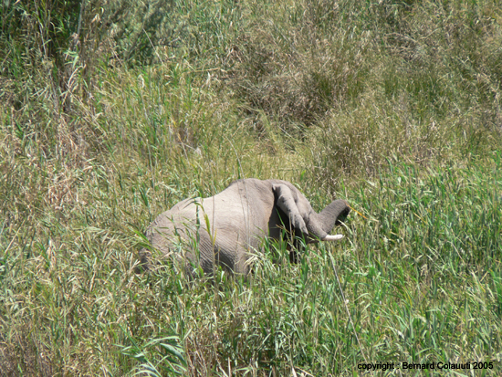 Palmwag - elephant du desert (5)